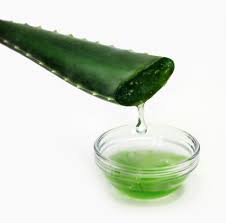 aloe vera