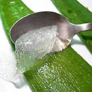 aloe vera3