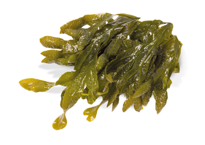 seaweed