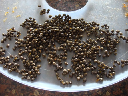 drying papya seeds