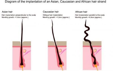 hair types diagram