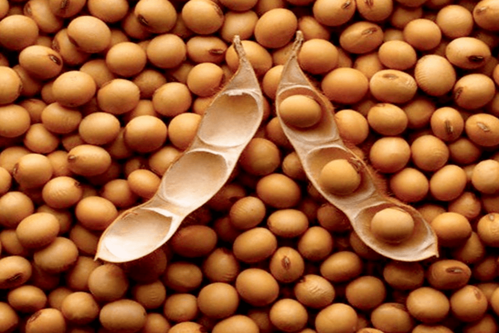 soybeans