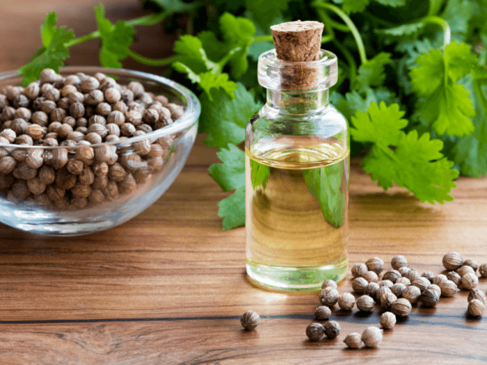 coriander oil